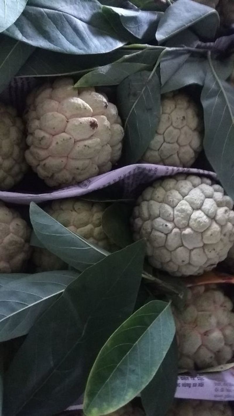 释迦果