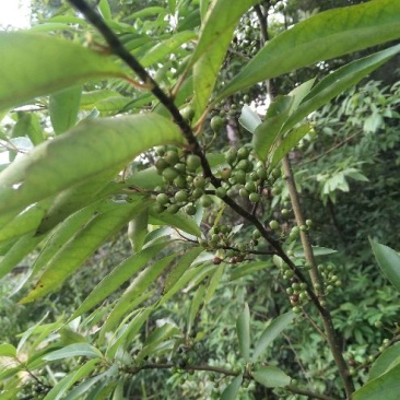 苍山子