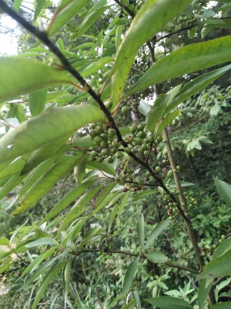 苍山子