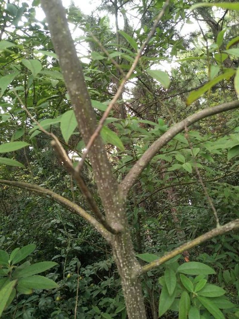 苍山子