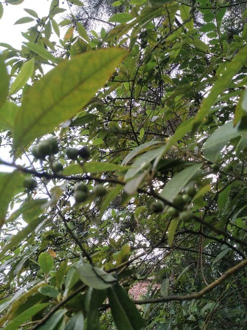苍山子