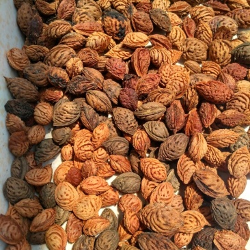 毛桃树种子