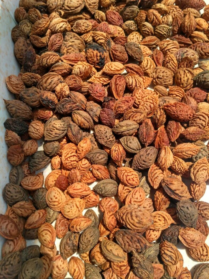 毛桃树种子