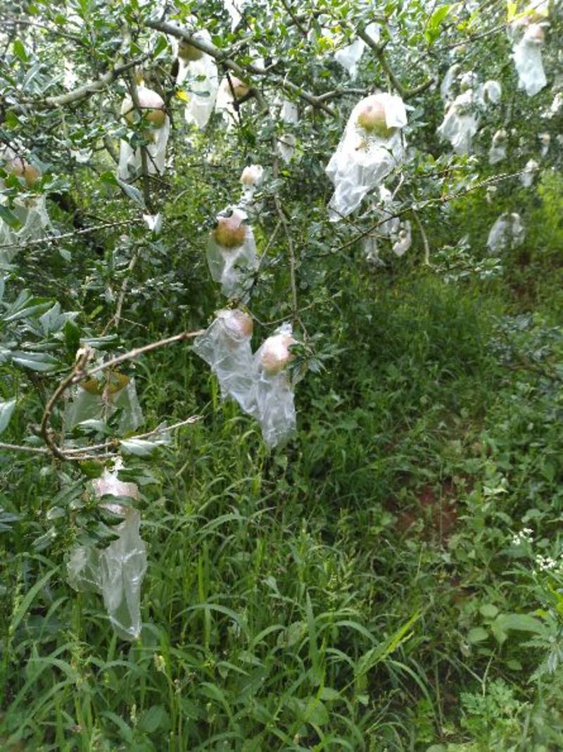 蒙自市表皮麻绿籽甜石榴