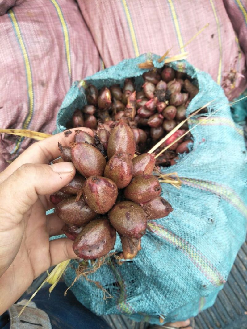 草果