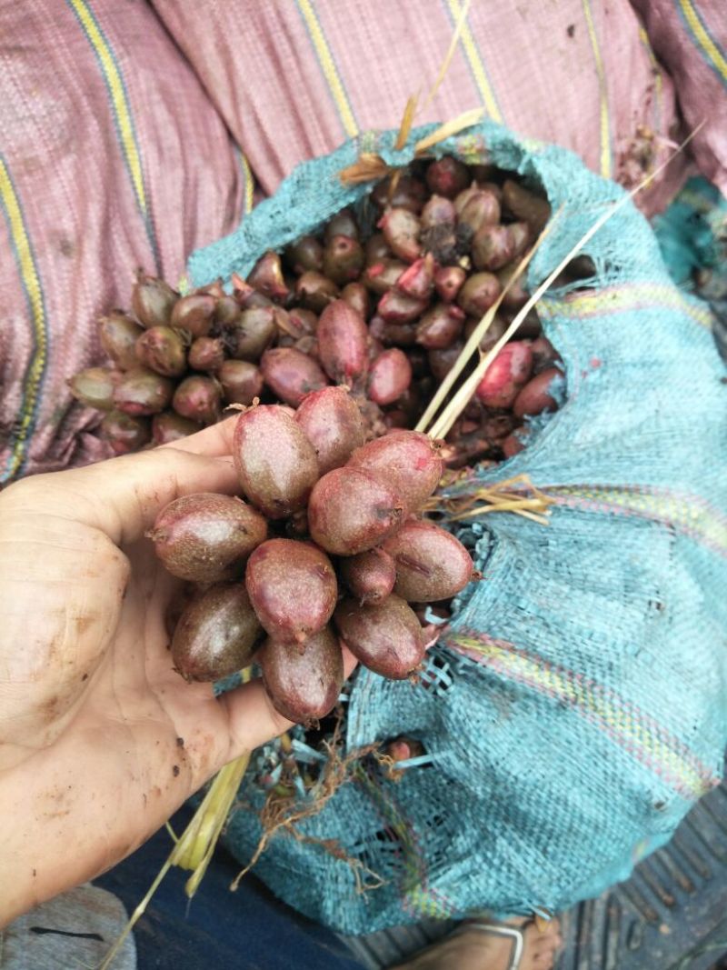 草果