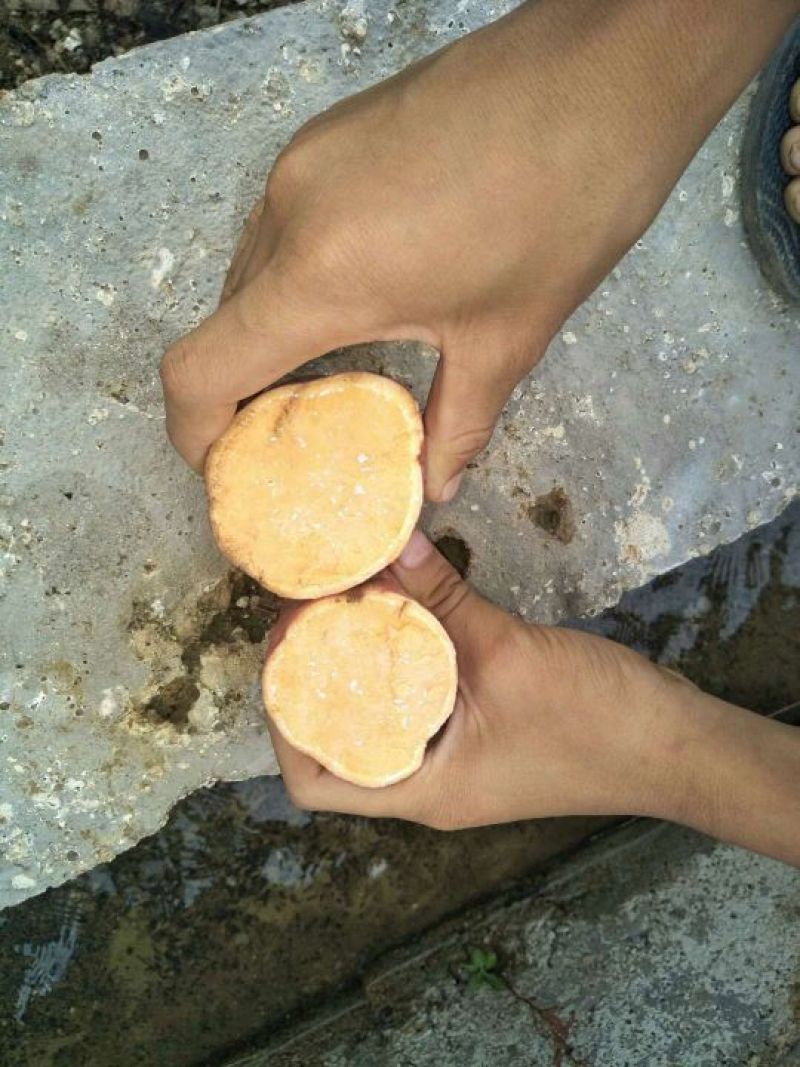 西瓜红红薯