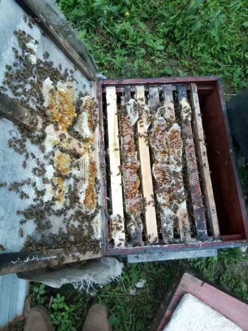广东高州荔枝结晶蜜润肠通便、润肺止咳、健脾益气