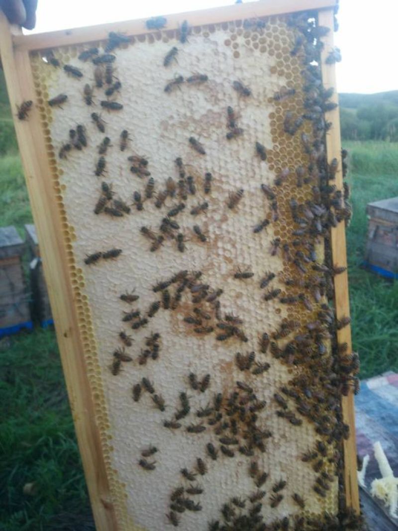 广东高州荔枝结晶蜜润肠通便、润肺止咳、健脾益气