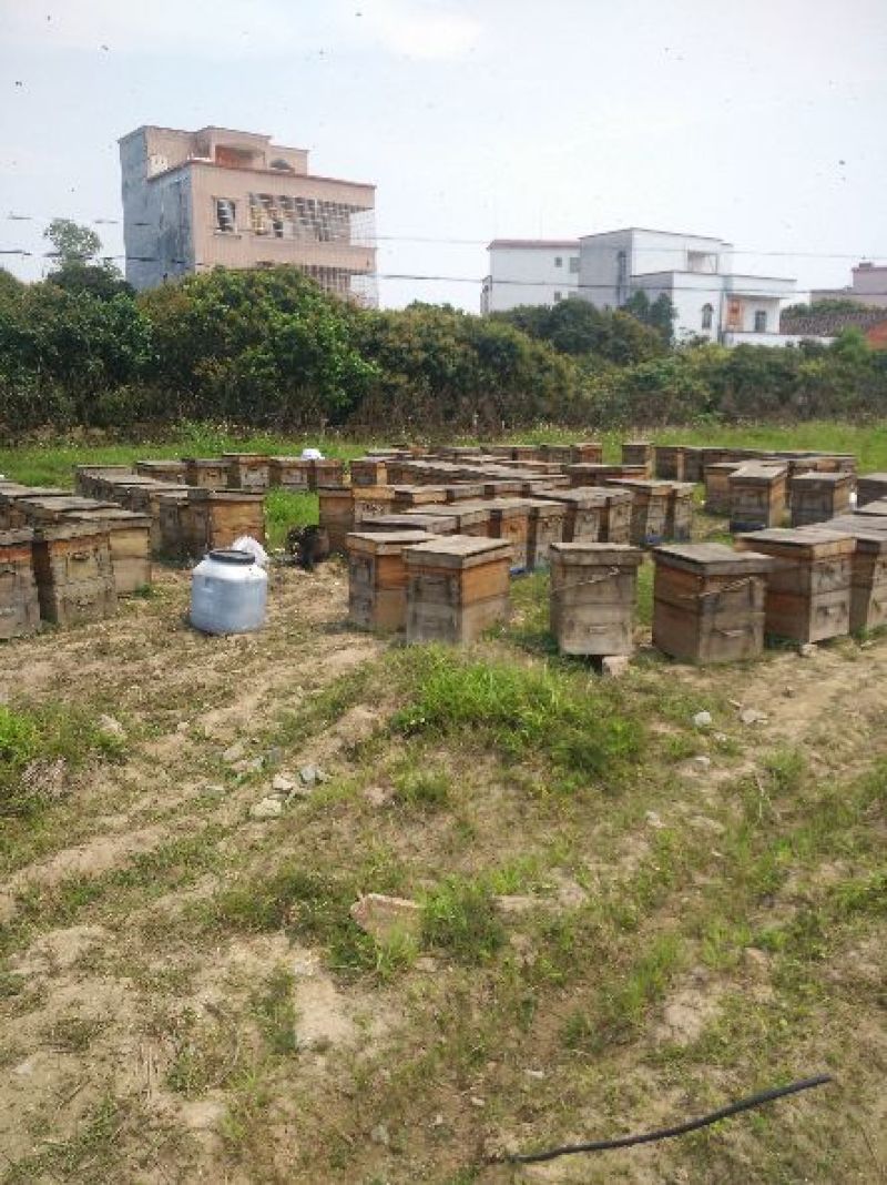 广东高州荔枝结晶蜜润肠通便、润肺止咳、健脾益气