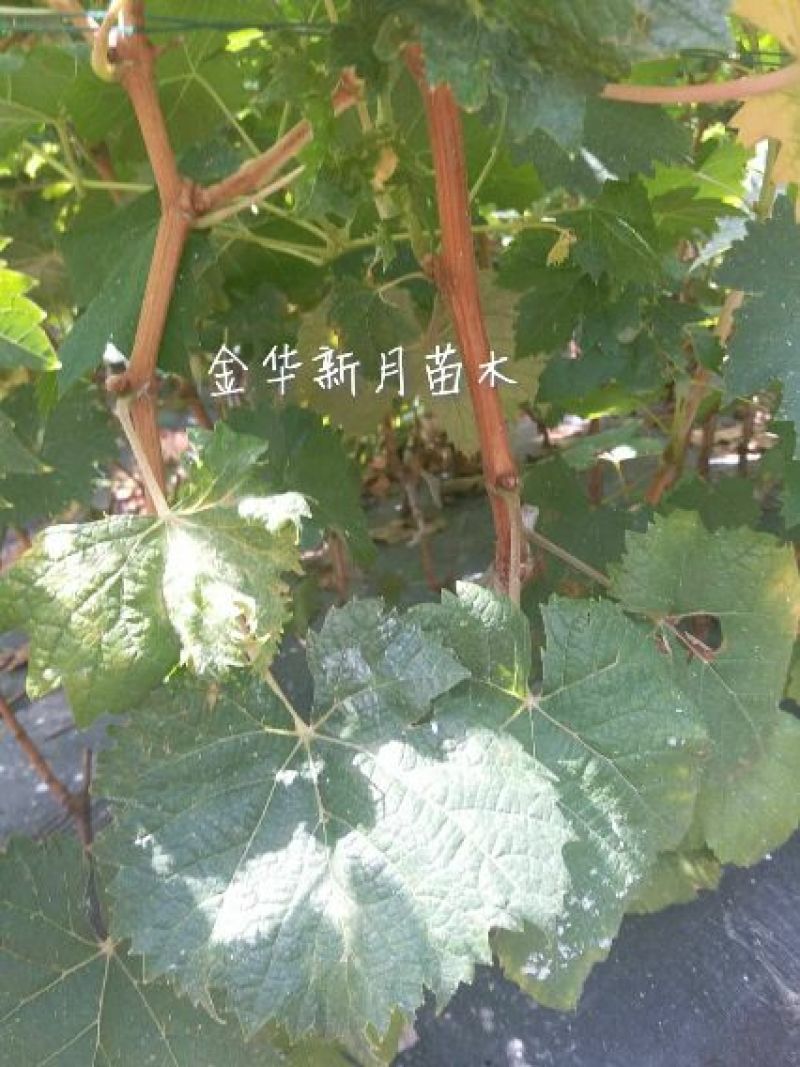 葡萄苗批发，阳光玫瑰葡萄苗，纯度高，质量好