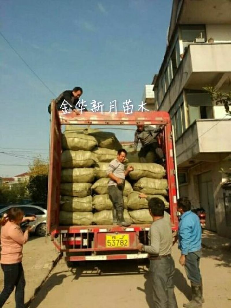 葡萄苗批发，阳光玫瑰葡萄苗，纯度高，质量好