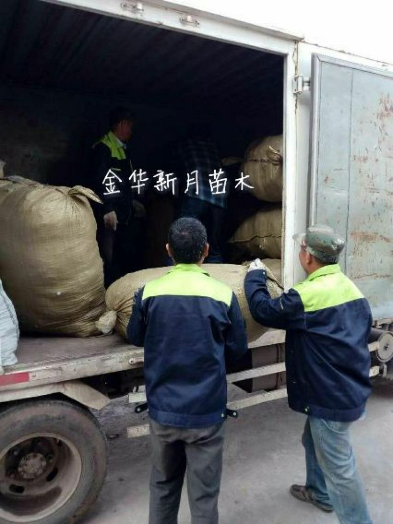 浙江葡萄苗基地葡萄苗木批发金华葡萄苗