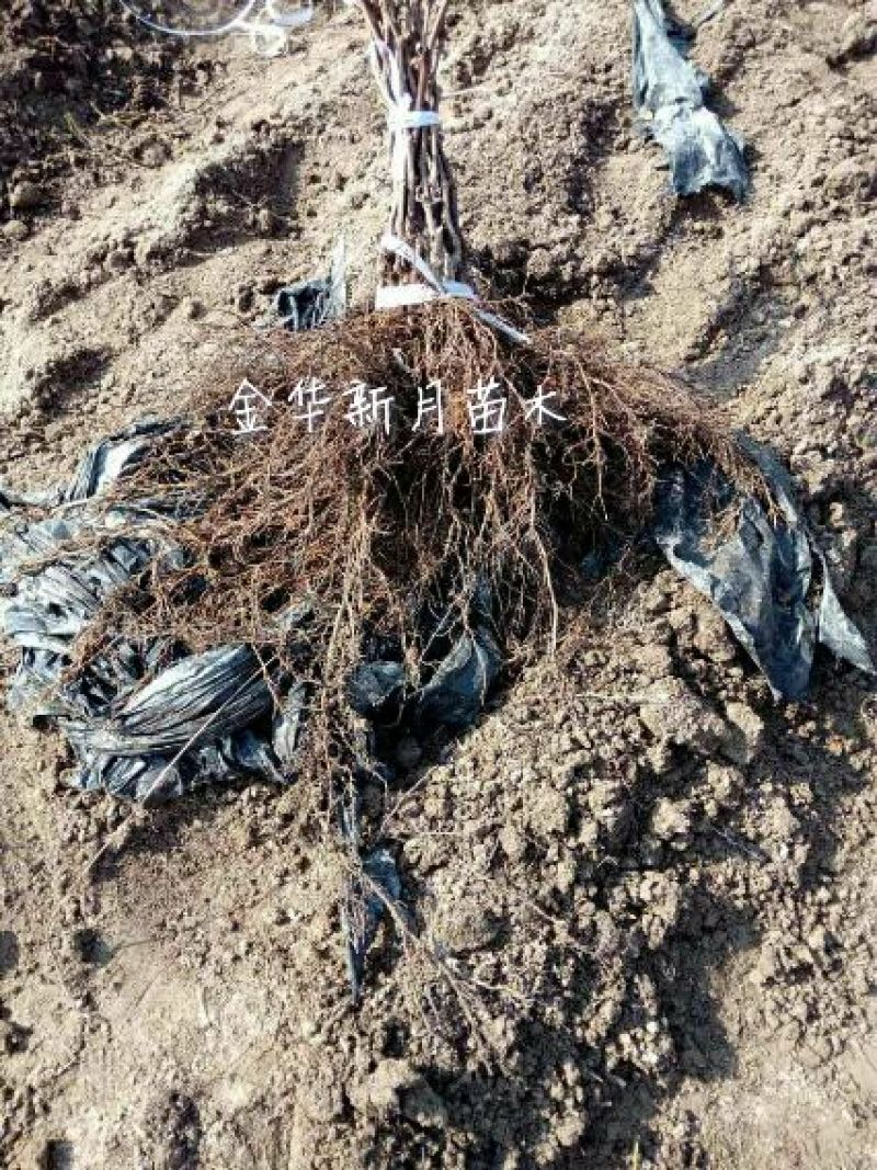 浙江葡萄苗基地葡萄苗木批发金华葡萄苗