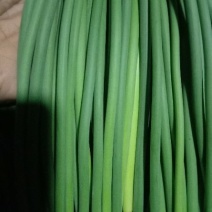 永年白帽蒜薹，高中低档次