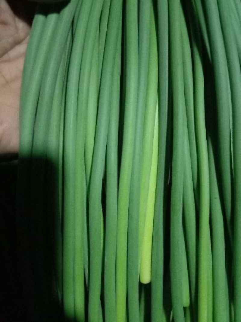 永年白帽蒜薹，高中低档次