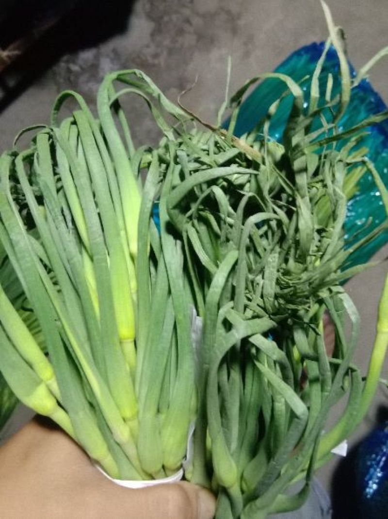 永年白帽蒜薹，高中低档次