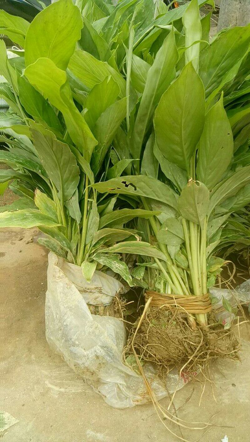 云南（草果苗）现挖现卖品质保证欢迎基地考察