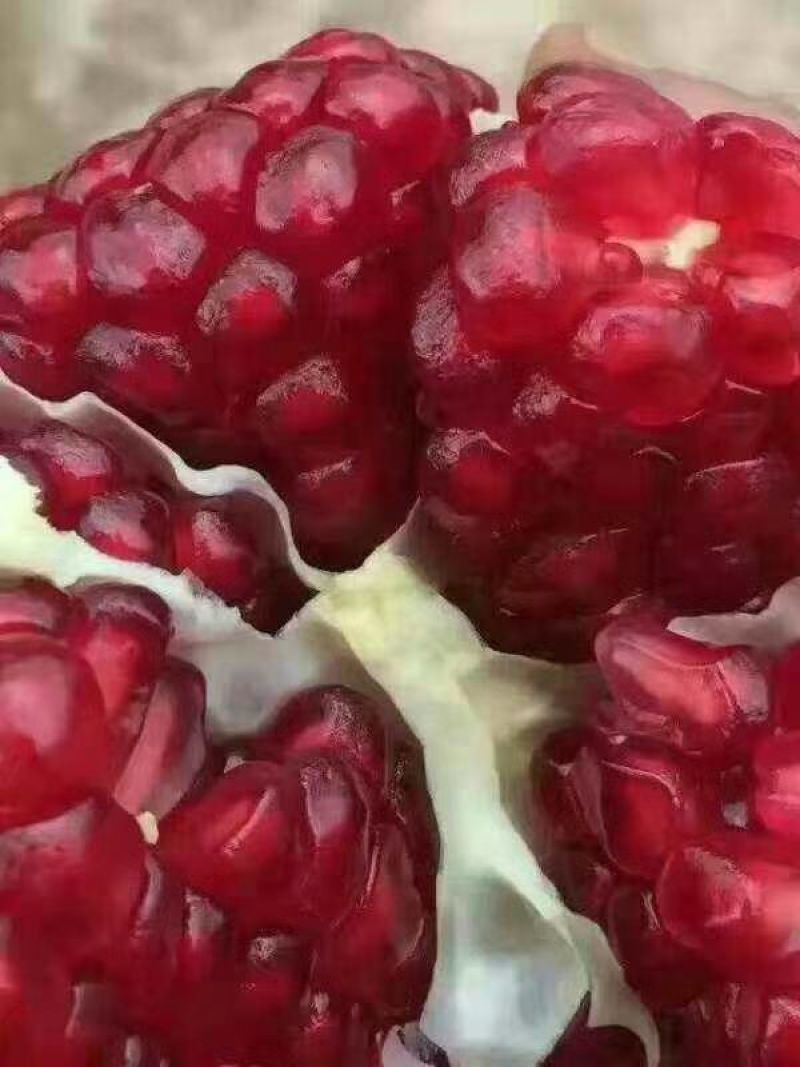大凉山会理突尼斯软子石榴