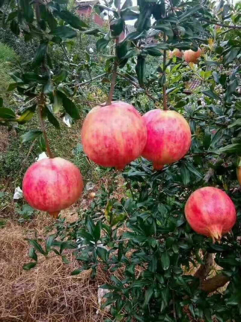 大凉山会理突尼斯软子石榴