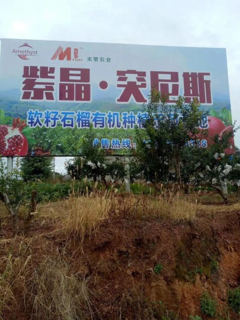大凉山会理突尼斯软子石榴