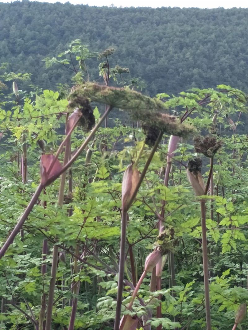 正宗马厂当归种子三年种