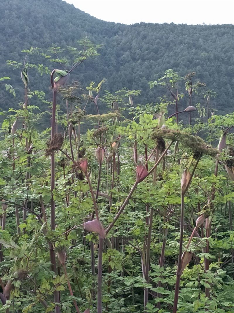 正宗马厂当归种子三年种
