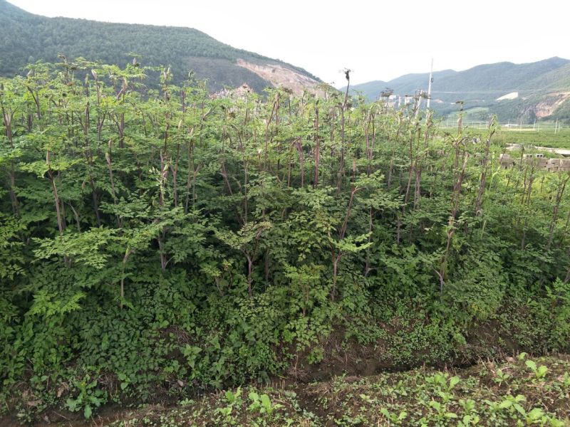 正宗马厂当归种子三年种