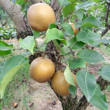 黄花梨250~300g光果
