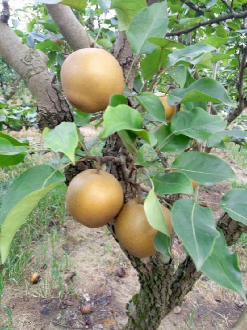 黄花梨250~300g光果