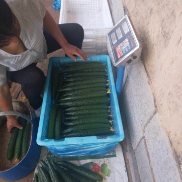 黄瓜油亮密刺带花