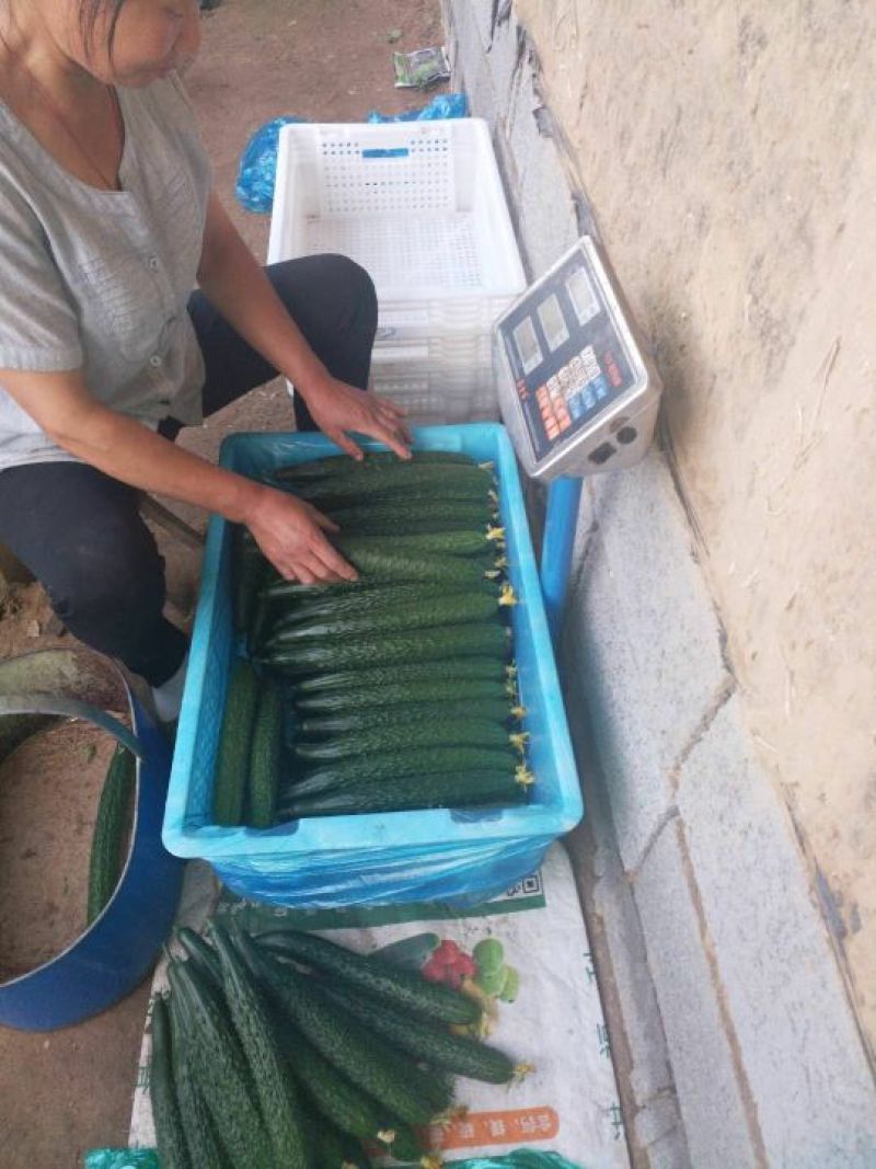 黄瓜油亮密刺带花