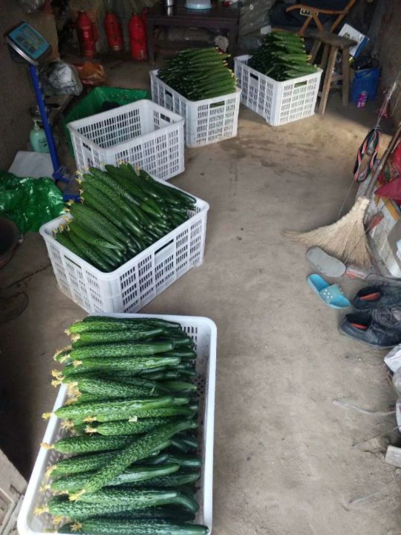 黄瓜油亮密刺带花
