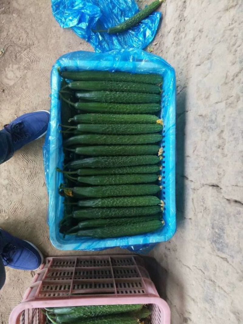 黄瓜油亮密刺带花