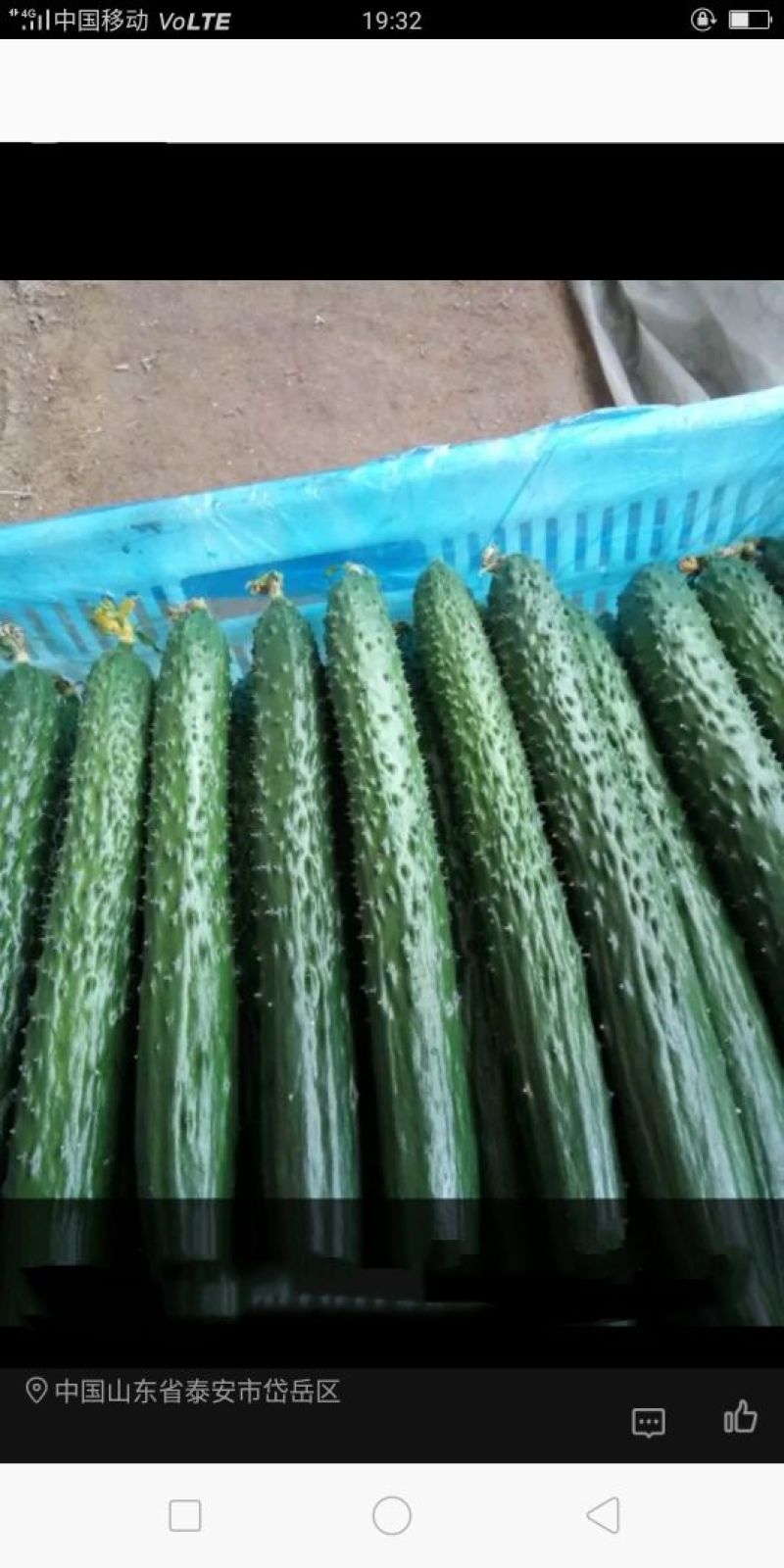黄瓜油亮密刺带花