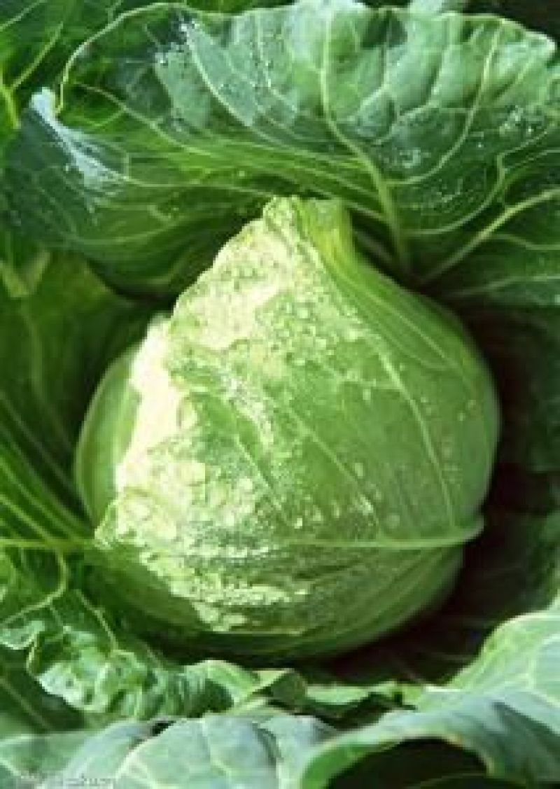 大白菜供应