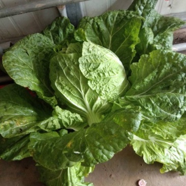 大白菜供应