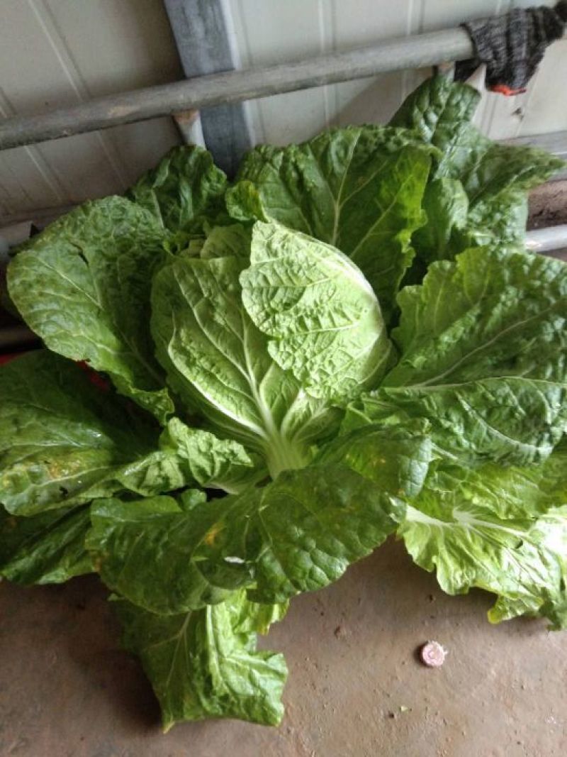 大白菜供应
