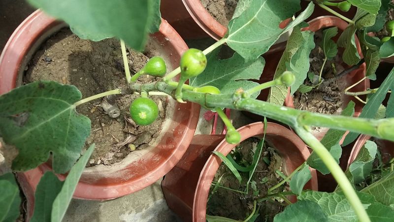 无花果苗，果子营养丰富