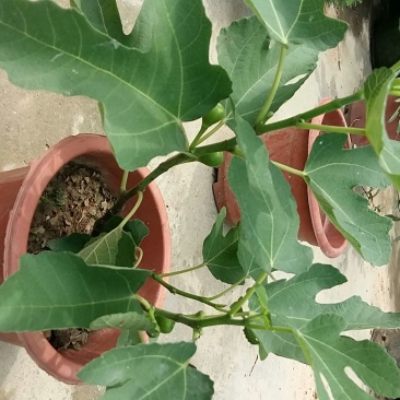 无花果苗，果子营养丰富