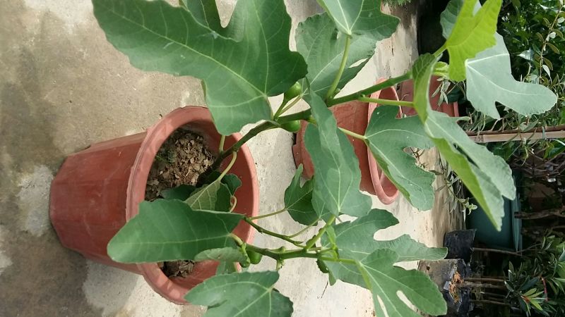 无花果苗，果子营养丰富