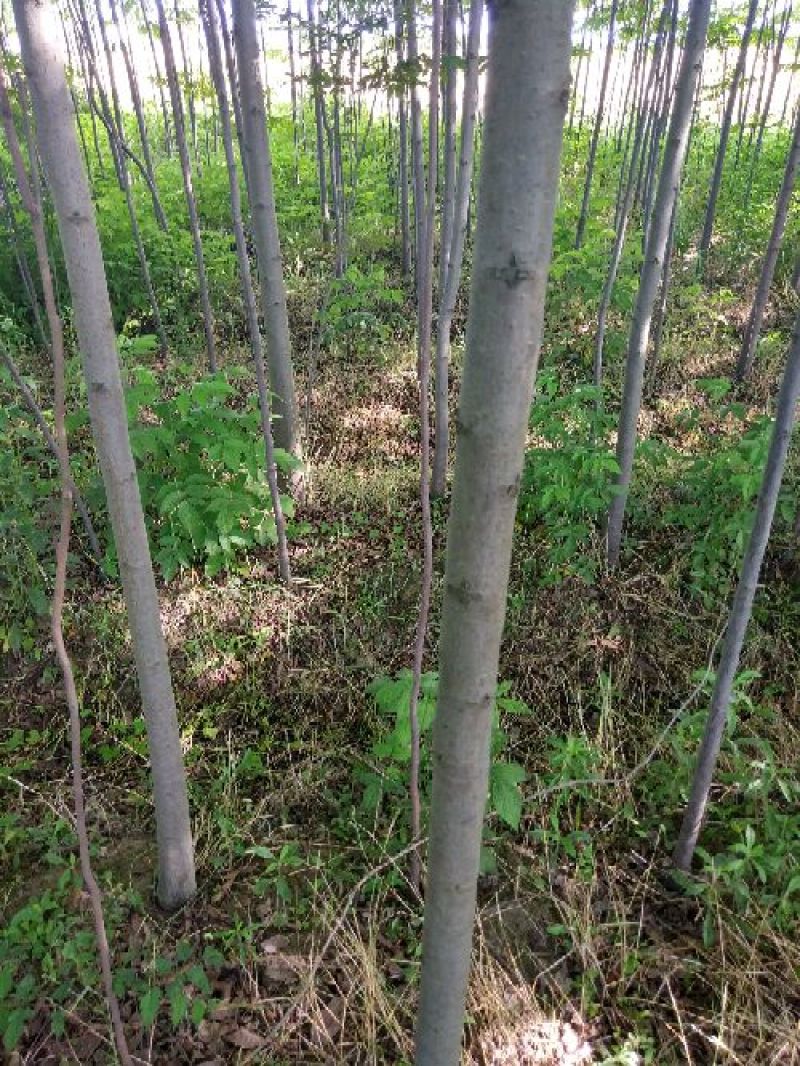 黄山栾树