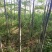 黄山栾树