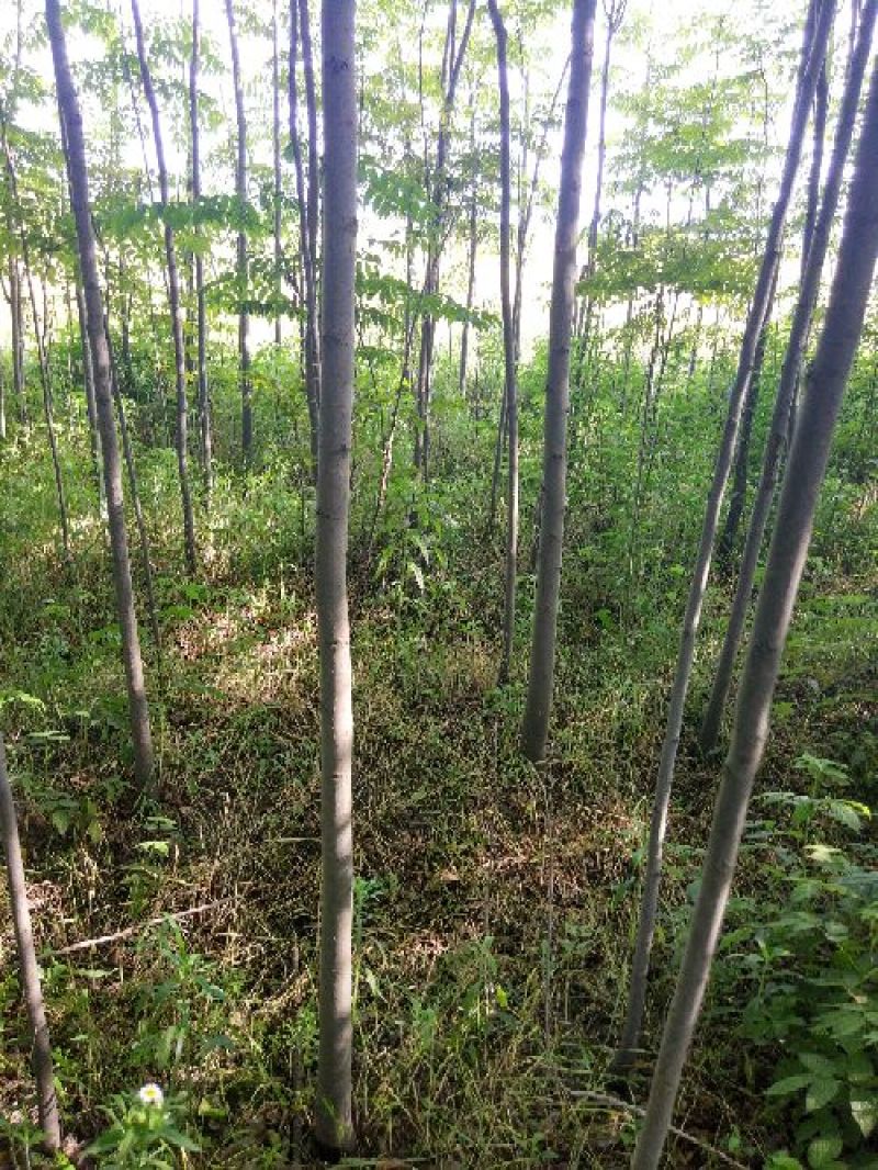 黄山栾树