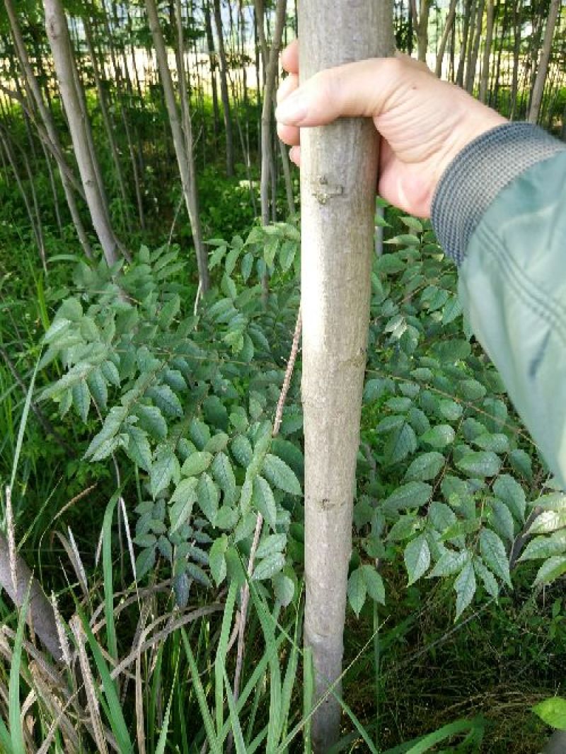 黄山栾树
