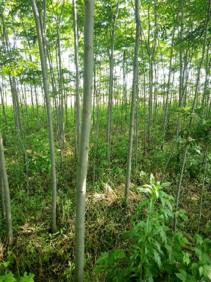 黄山栾树