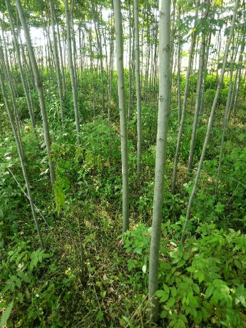 黄山栾树