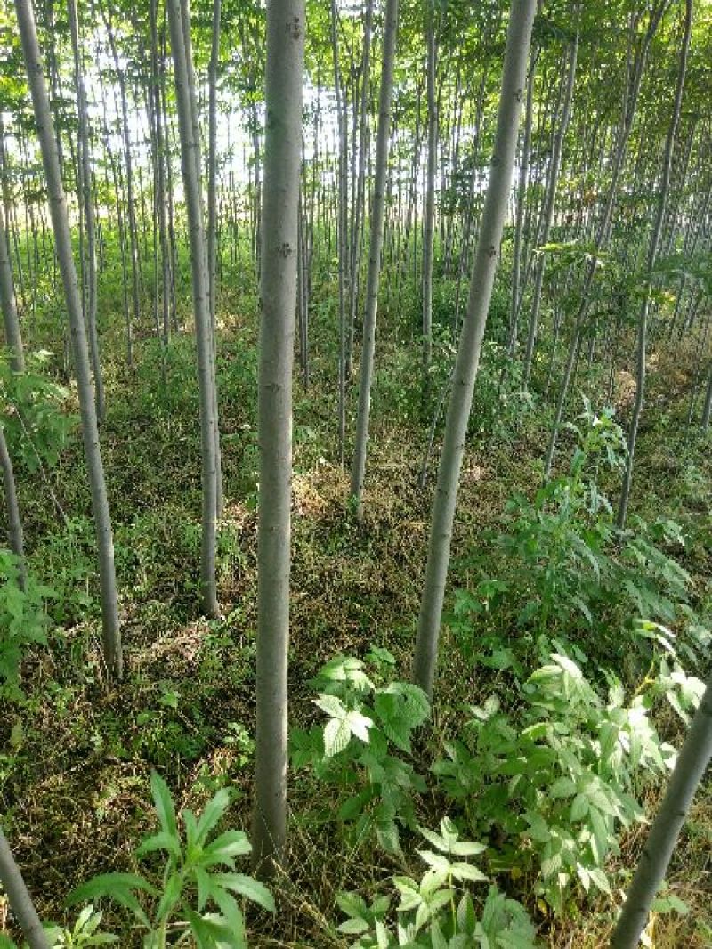 黄山栾树