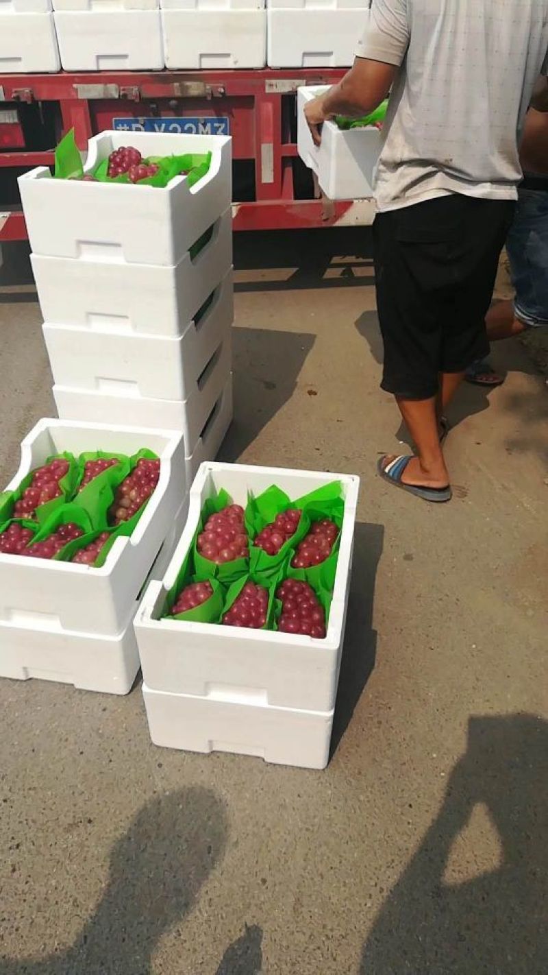 巨峰精品葡萄巨峰发货