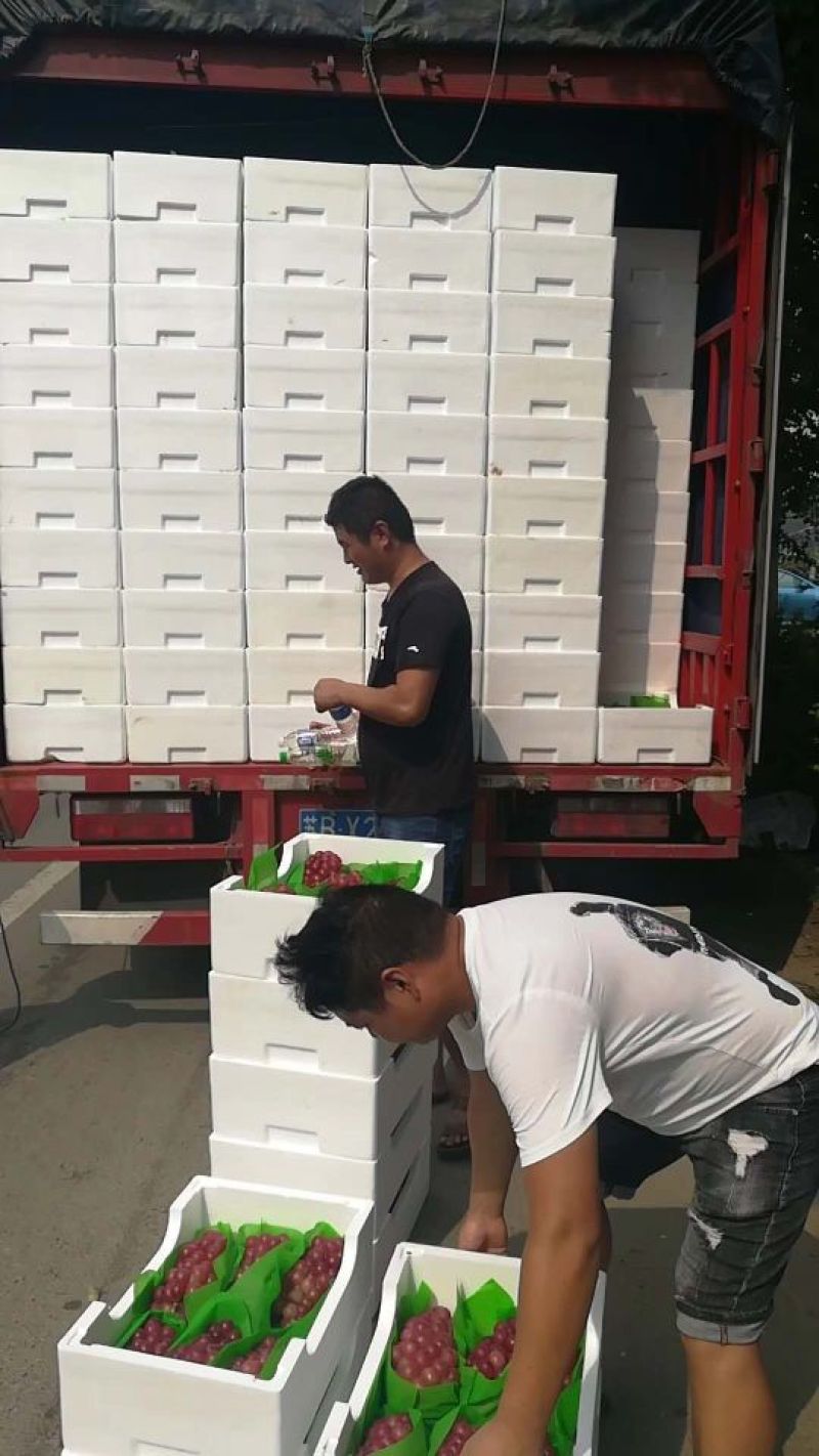 巨峰精品葡萄巨峰发货